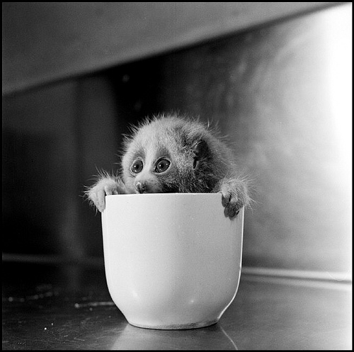 Burt Glinn. USA. 1951. Slow loris.