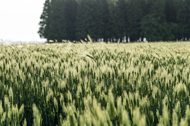 농사 짓는 사람에게 땅 주자는 게 공산당이라고? 그 법 만든 사람이 이승만이다: 슬로우레터 2월26일.