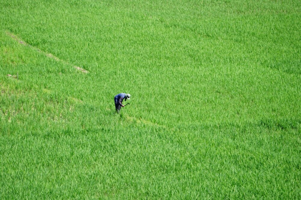 A lone farmer tending to lush green rice fields in Indonesia, showcasing traditional agriculture.