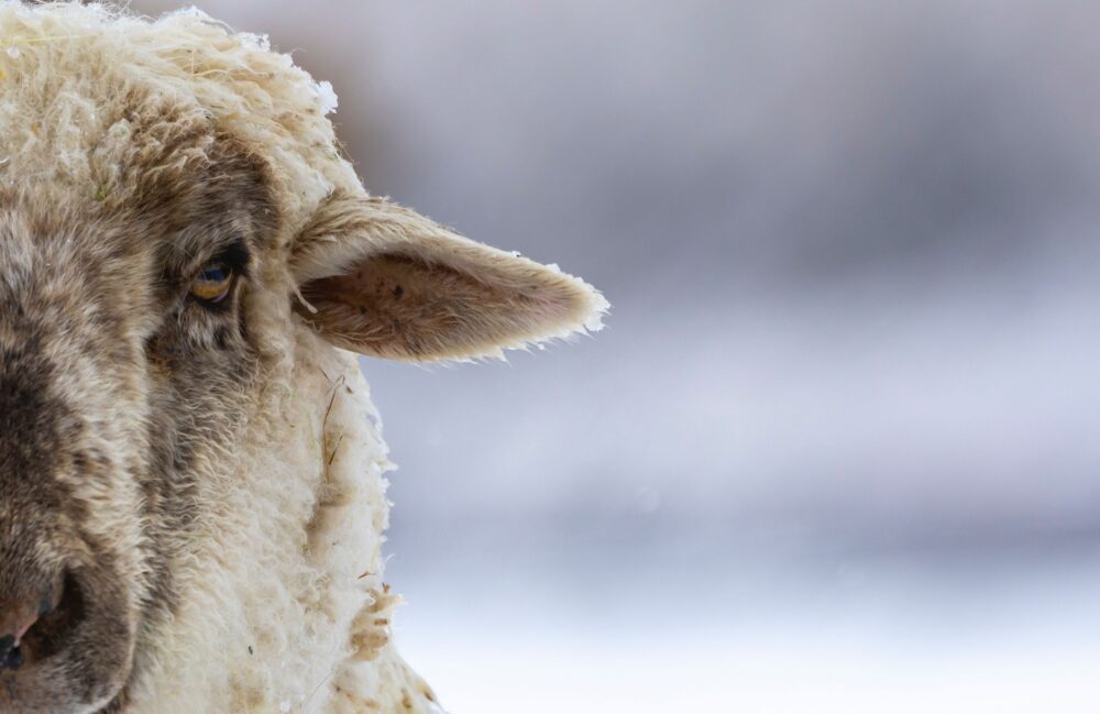 sheep